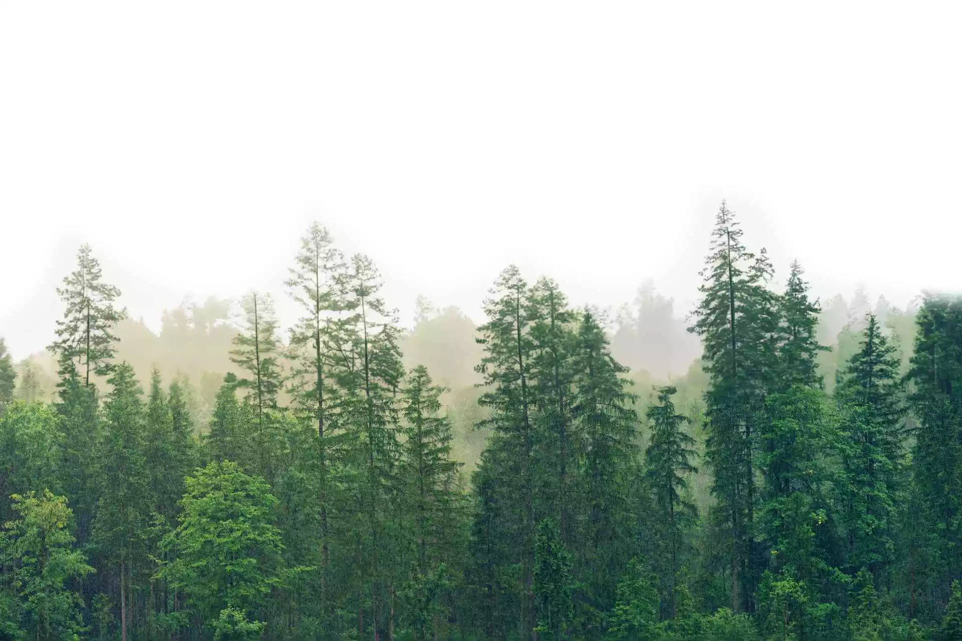 Conifer forest edge in morning mist