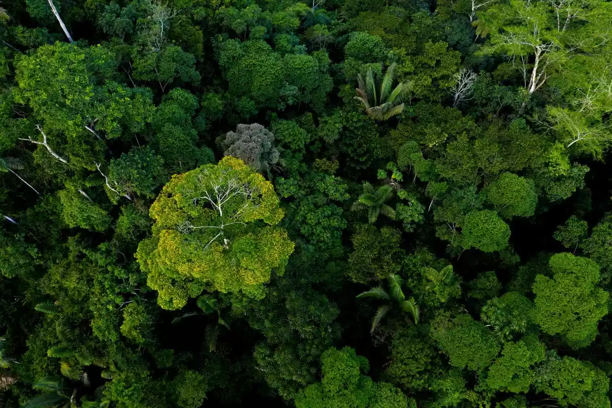 Forest canopy seen from above